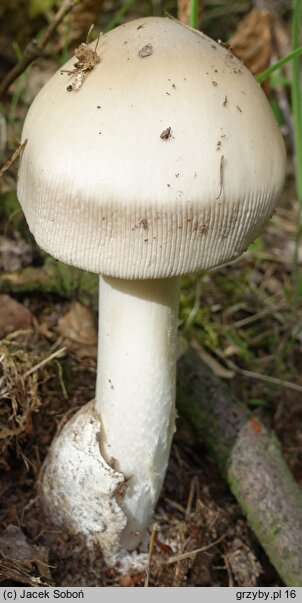 Amanita pachyvolvata