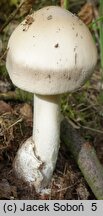 Amanita pachyvolvata