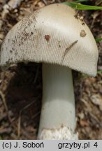 Amanita pachyvolvata