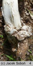 Amanita pachyvolvata