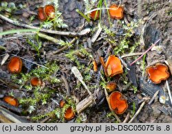 Scutellinia nigrohirtula