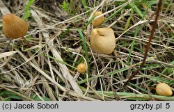 Conocybe pulchella (stożkówka kosmatotrzonowa)