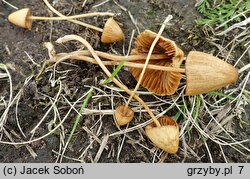 Conocybe pulchella (stożkówka kosmatotrzonowa)