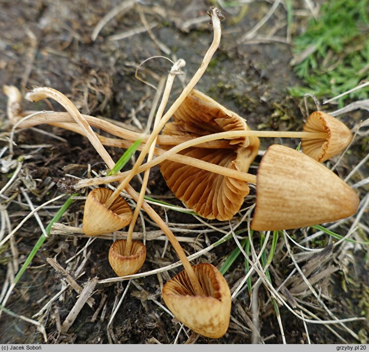 Conocybe pulchella (stożkówka kosmatotrzonowa)