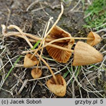 Conocybe pulchella (stożkówka kosmatotrzonowa)