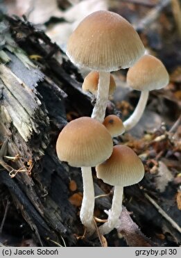 Psathyrella panaeoloides (kruchaweczka kołpaczkowata)