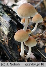 Psathyrella panaeoloides (kruchaweczka kołpaczkowata)