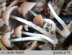 Psathyrella panaeoloides (kruchaweczka kołpaczkowata)