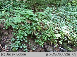 Pluteus romellii (drobnołuszczak żółtonogi)