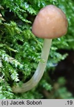 Pluteus romellii (drobnołuszczak żółtonogi)