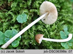 Pluteus romellii (drobnołuszczak żółtonogi)