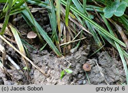 Inocybe albomarginata