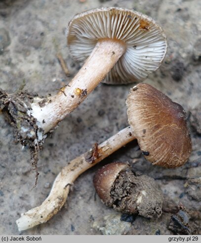 Inocybe albomarginata