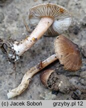 Inocybe albomarginata