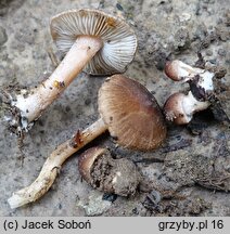 Inocybe albomarginata