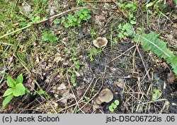 Entoloma sericatum
