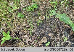 Entoloma sericatum