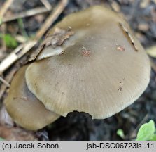 Entoloma sericatum