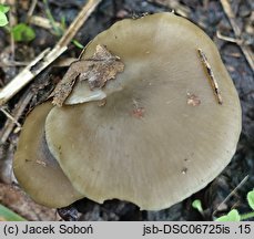 Entoloma sericatum