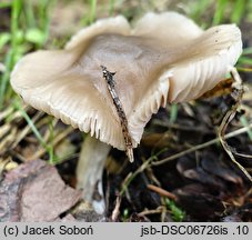 Entoloma sericatum