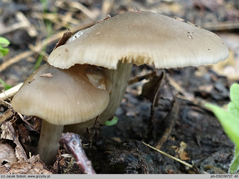 Entoloma sericatum