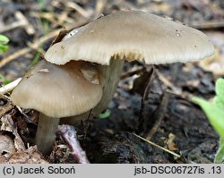 Entoloma sericatum