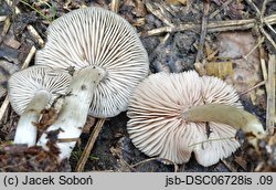 Entoloma sericatum