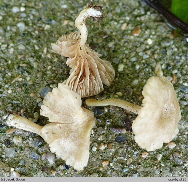 Entoloma neglectum (dzwonkówka żółtawobiała)