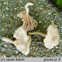 Entoloma neglectum (dzwonkówka żółtawobiała)