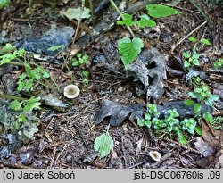 Entoloma politum (dzwonkówka błotna)