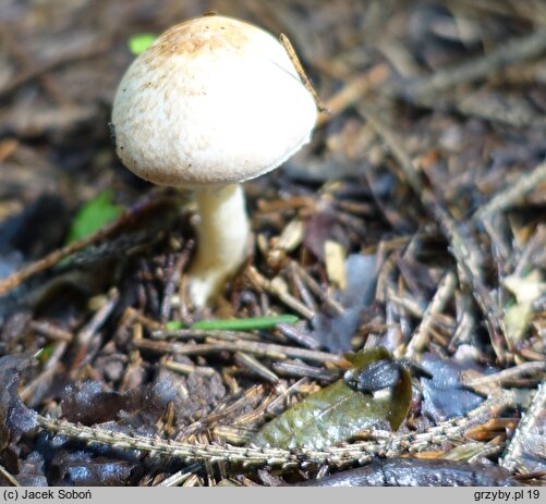 Agaricus lutosus