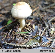 Agaricus lutosus