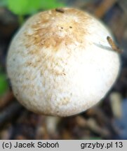 Agaricus lutosus