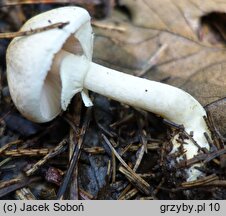 Agaricus lutosus