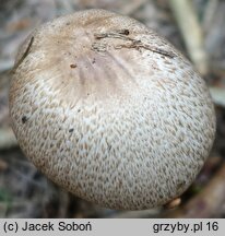 Agaricus depauperatus