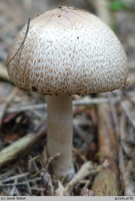 Agaricus depauperatus