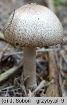 Agaricus depauperatus