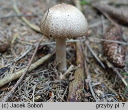 Agaricus depauperatus