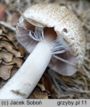 Agaricus depauperatus