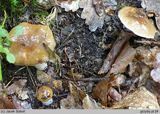 Cortinarius mucifluus (zasłonak śluzakowaty)