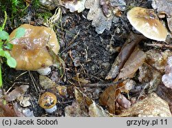 Cortinarius mucifluus (zasłonak śluzakowaty)