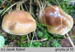 Cortinarius mucifluus (zasłonak śluzakowaty)