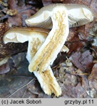 Cortinarius mucifluus (zasłonak śluzakowaty)