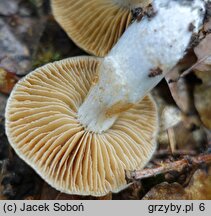 Cortinarius mucifluus (zasłonak śluzakowaty)