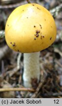 Amanita crocea var. subnudipes