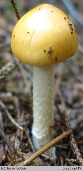 Amanita crocea var. subnudipes