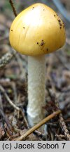 Amanita crocea var. subnudipes