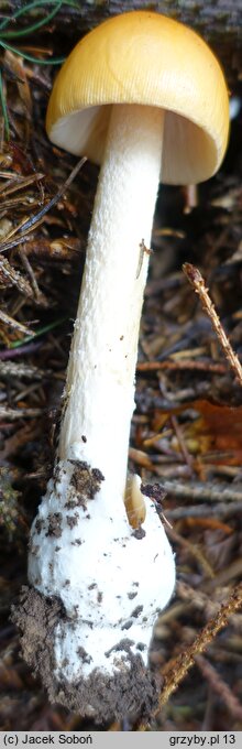 Amanita crocea var. subnudipes