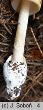 Amanita crocea var. subnudipes