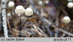 Marasmius wettsteinii (twardzioszek igłowy)